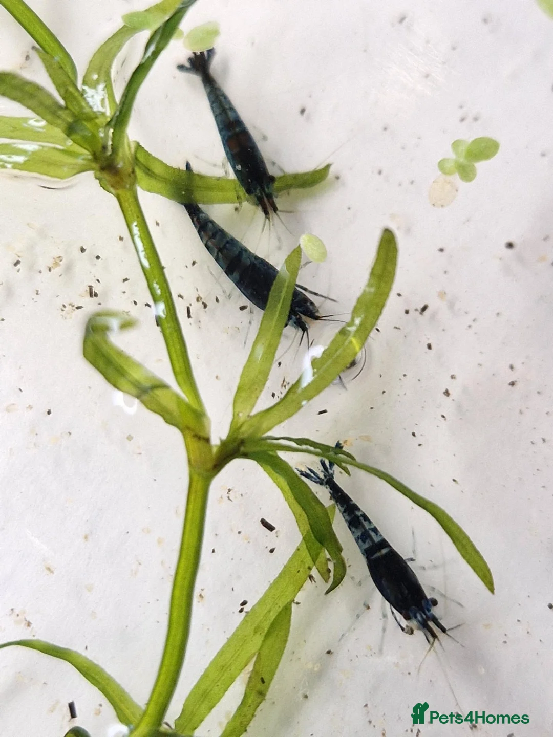 Shrimps fish for sale: Blue Velvet Cherry Shrimp – Live Blue Neocaridina  - Advert 2