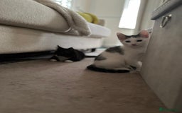 Mixed Breed cats for adoption: Pingu the rescue kitten needs forever home - Image 5