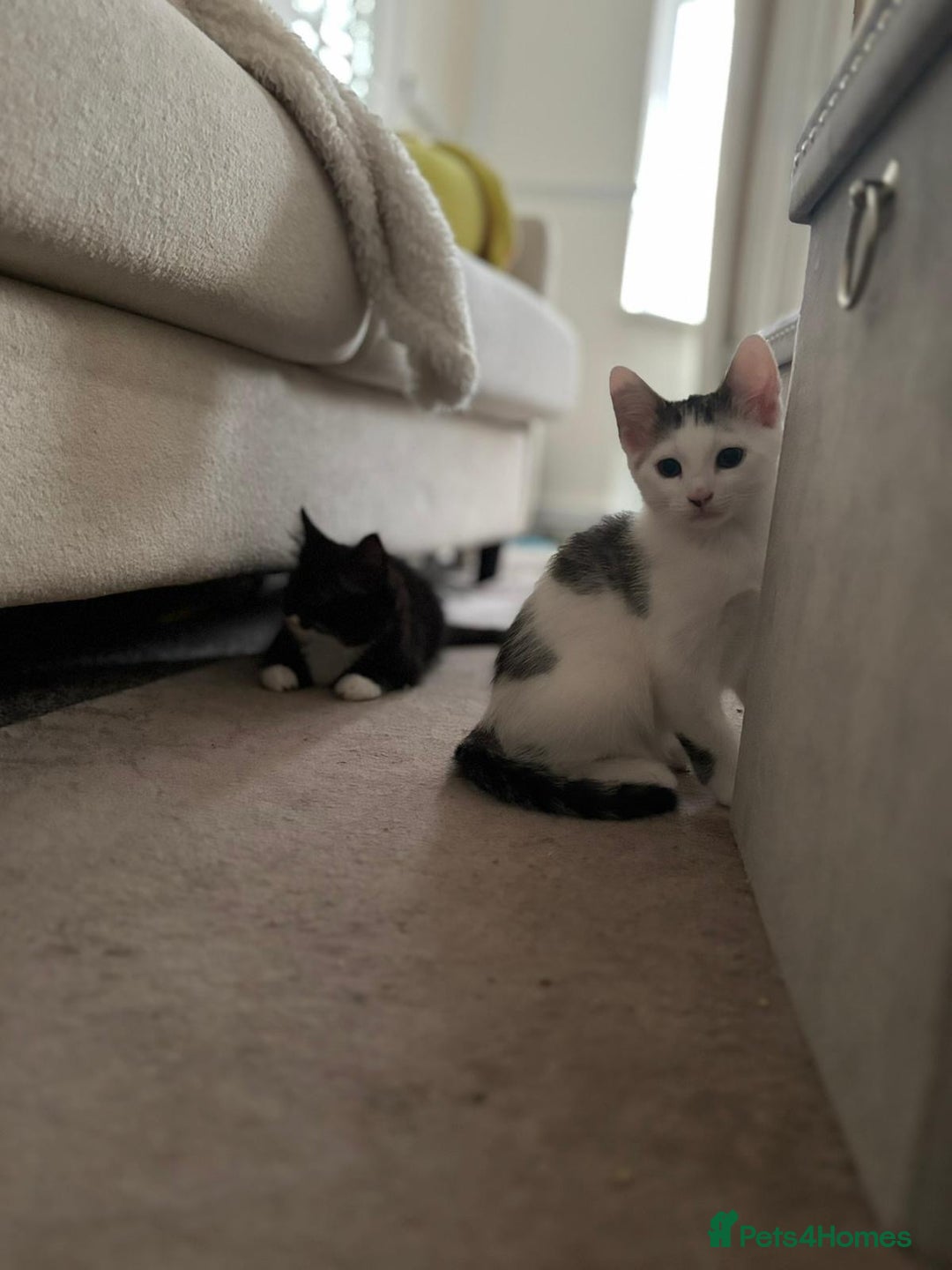 Mixed Breed cats for adoption: Pingu the rescue kitten needs forever home - Image 5