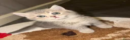 British Shorthair cats for sale: Gorgeous Blue Golden BSH /Green eyes 💚 - Advert 8
