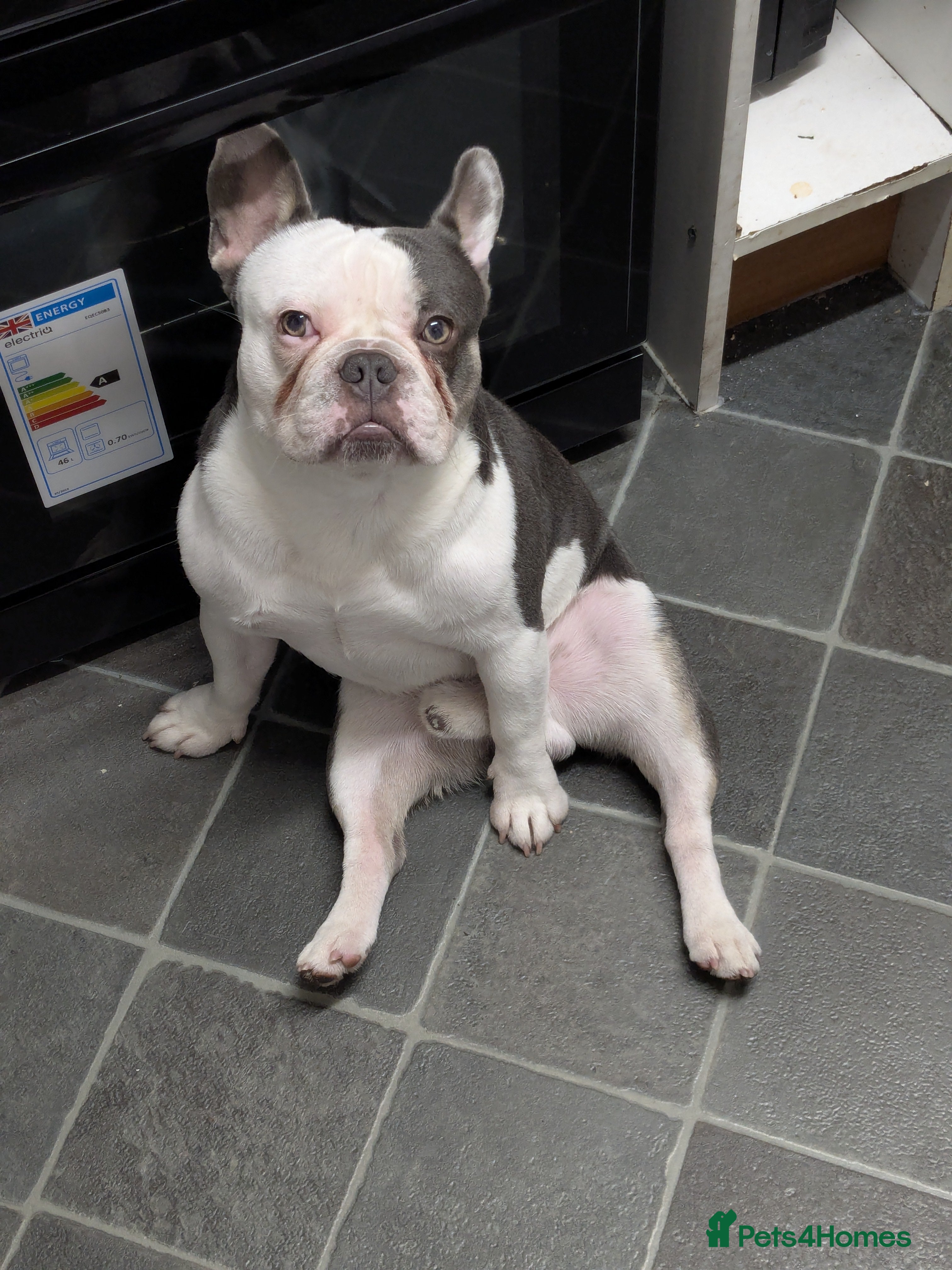 French Bulldog dogs Stud me  - Advert 2