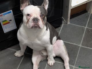 French Bulldog dogs Stud me - Advert 3