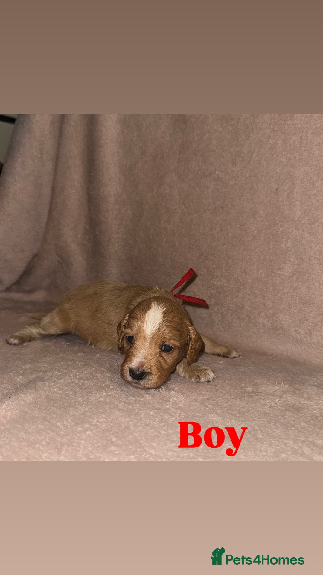 Cockapoo dogs for sale: Cockapoo Puppies  - Advert 13