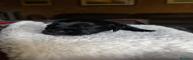 Sprocker 3