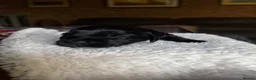 Sprocker dogs for sale: Sprocker puppies  - Advert 5