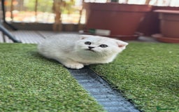 Scottish Fold cats for sale: 🐱 One boy left 🐱 Open for offers ❤️ - Image 15