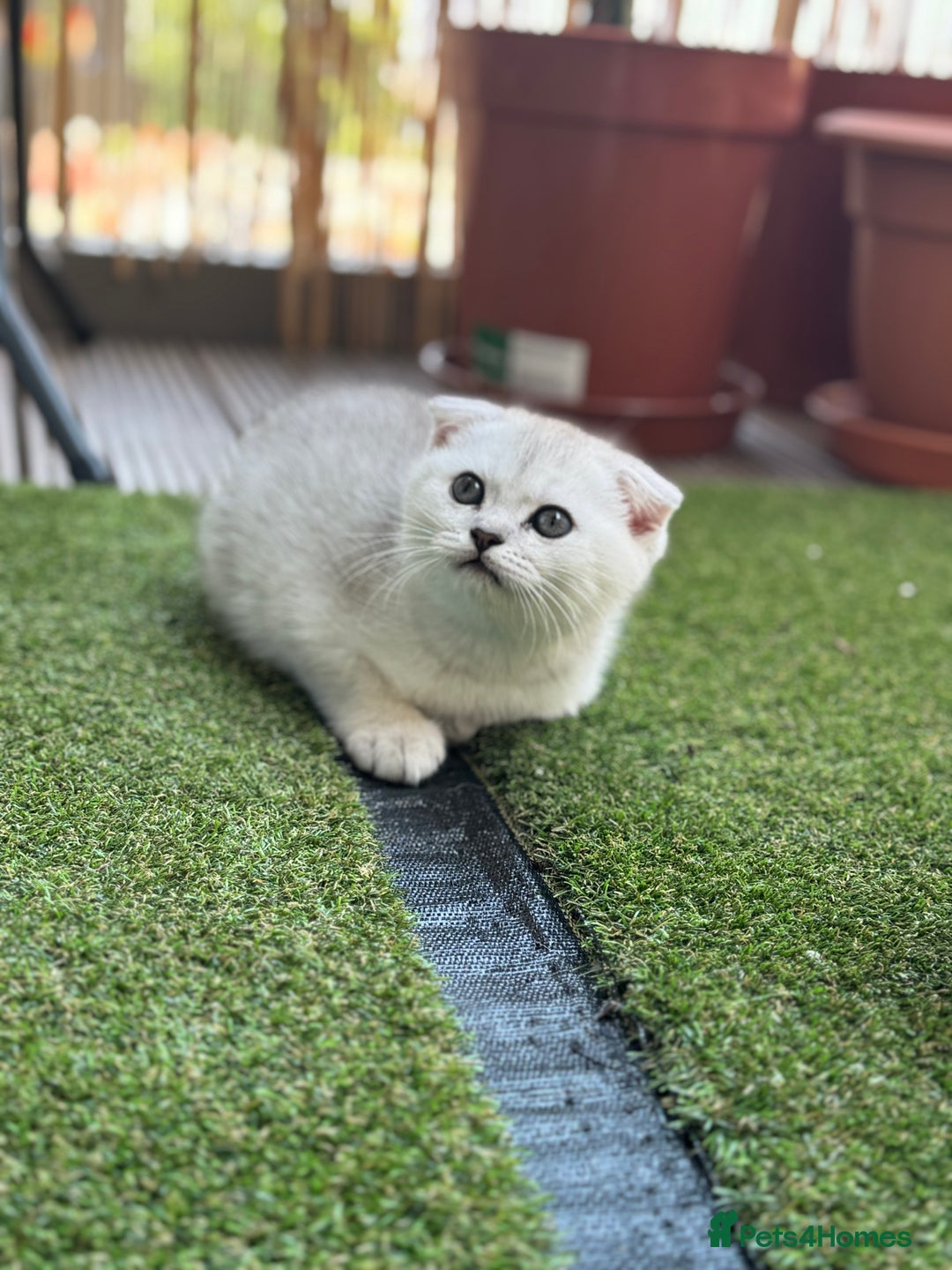 Scottish Fold cats for sale: 🐱 One boy left 🐱 Open for offers ❤️ - Image 15
