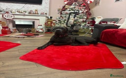 Cane Corso dogs for sale: Male corso - Advert 2