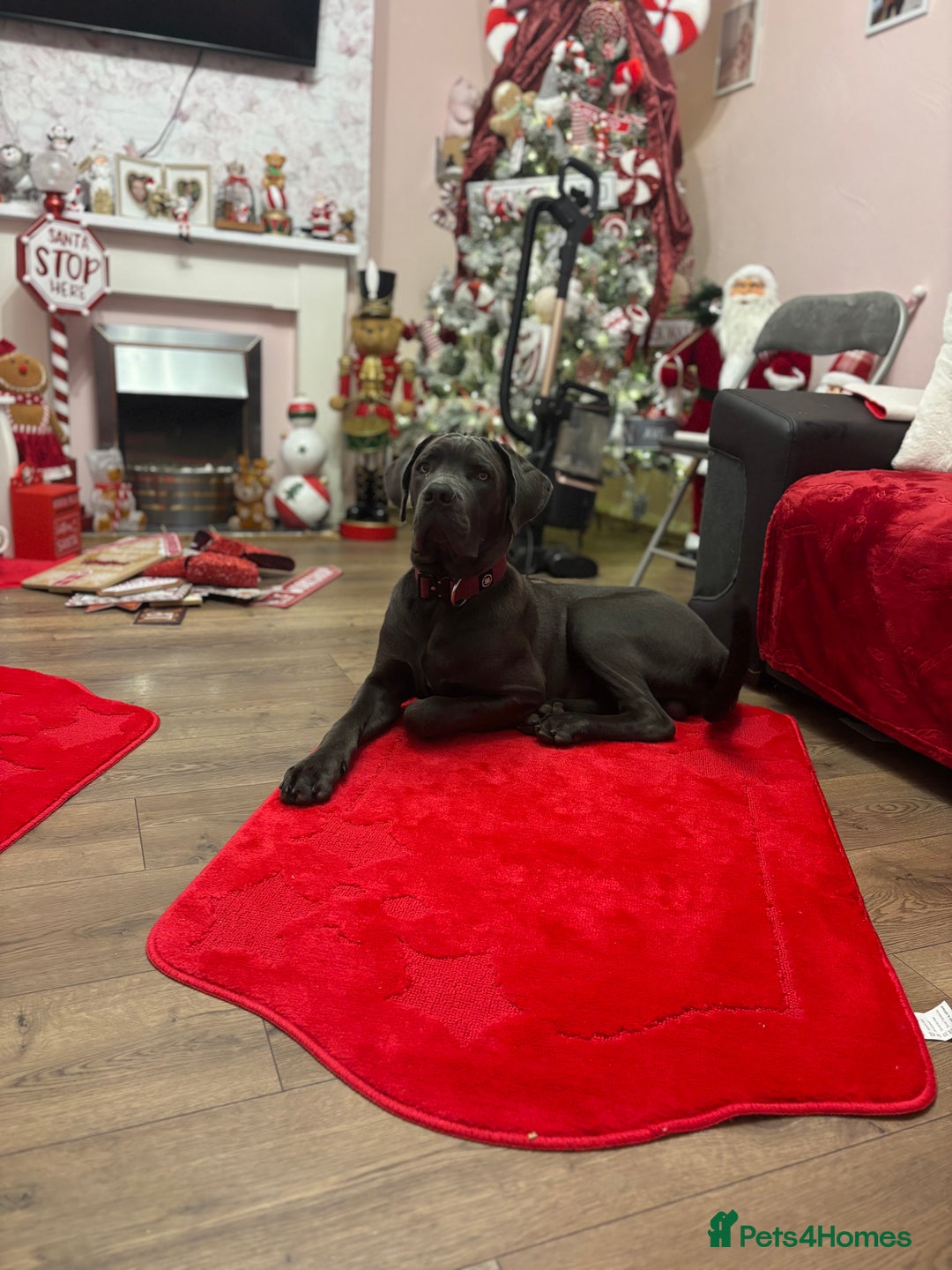 Cane Corso dogs for sale: Male corso - Advert 2