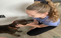 Mixed Breed dogs for adoption: Neffy has flown from Cyprus seeking a loving home  - Image 9