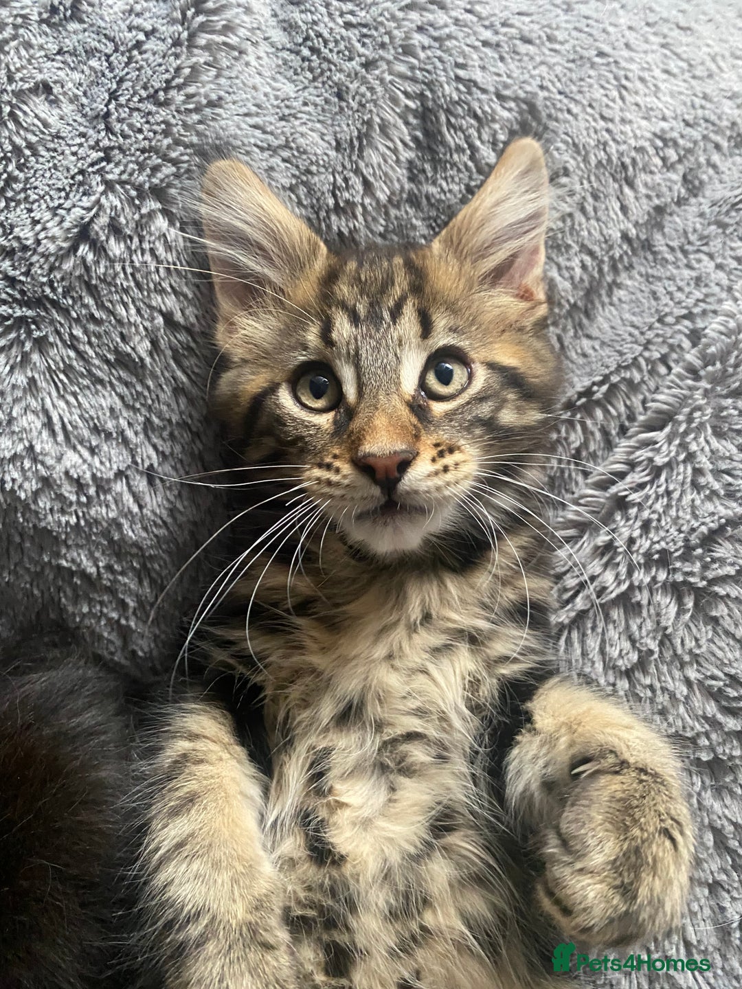 Maine Coon cats for sale: Last beautiful boy Mainecoons health checked - Image 3