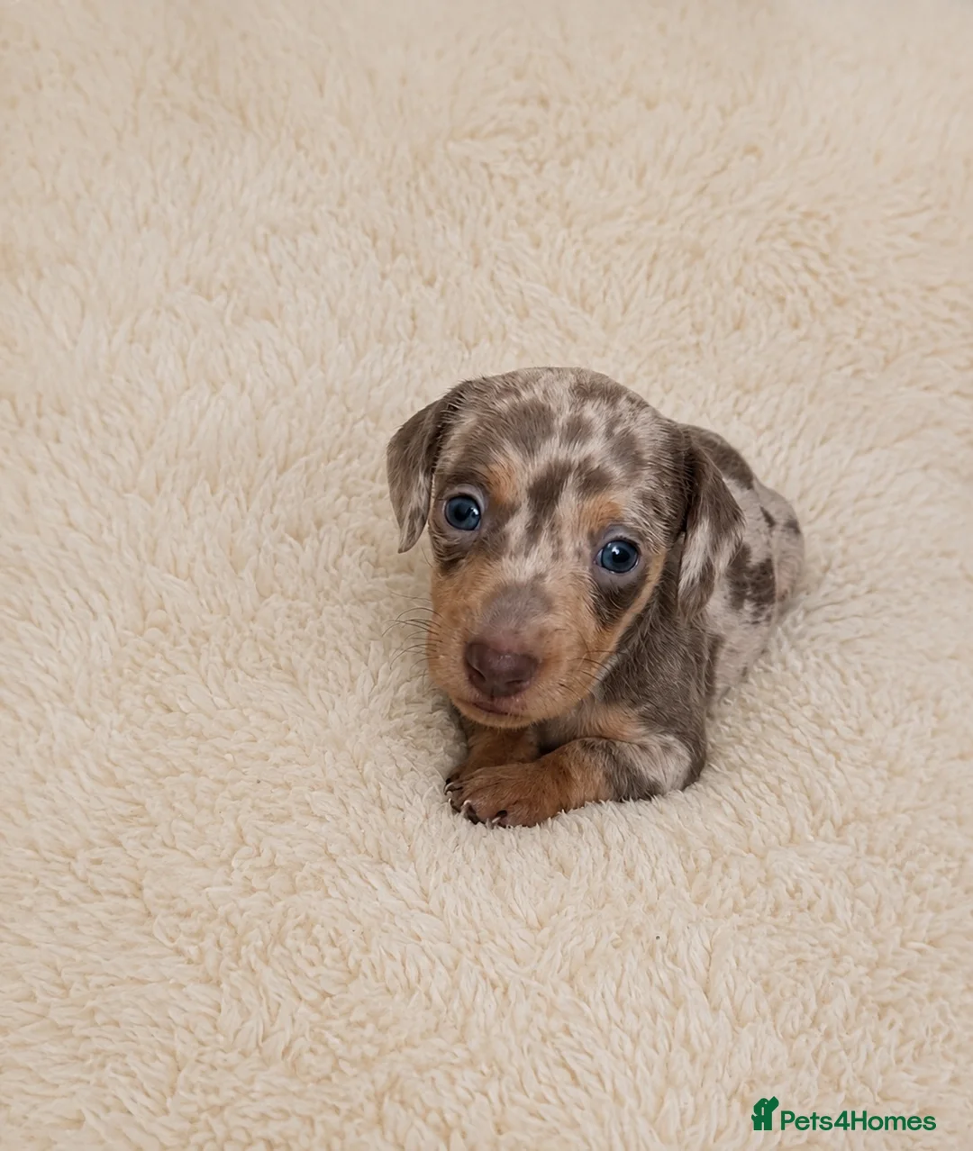 Miniature Dachshund dogs for sale: KC miniature dachshund - Advert 9