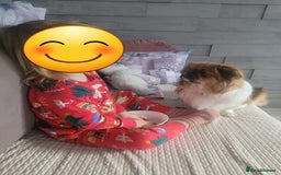 Mixed Breed dogs for sale: Pekingese mix breed puppies  - Advert 2