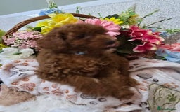 Toy Poodle dogs for sale: Kc reg deep red toy poodle council licensed  - Image 33