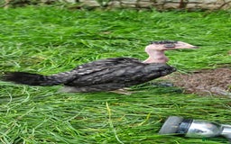 Chickens poultry for sale: Transylvanian Naked Neck Chicks - Image 20