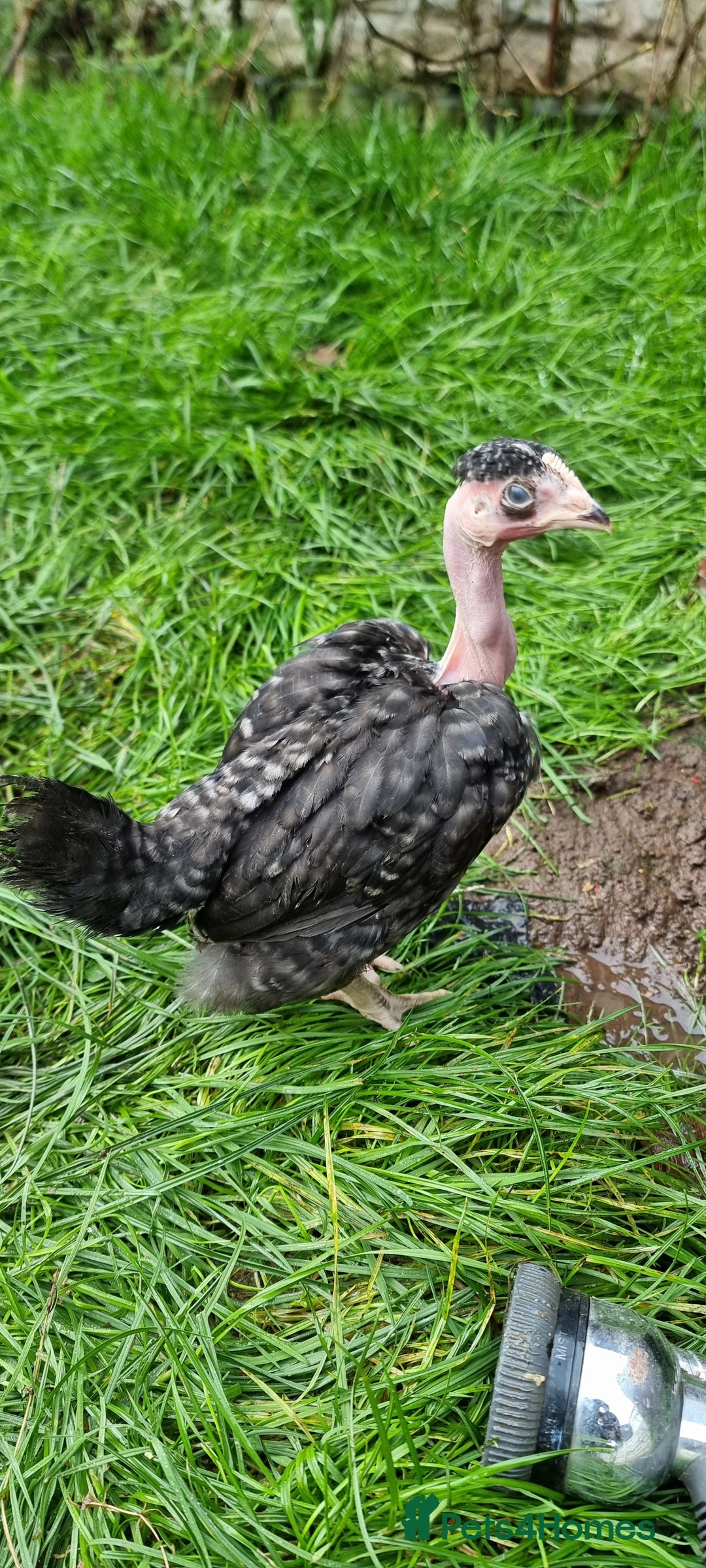Chickens poultry for sale: Transylvanian Naked Neck Chicks - Image 20
