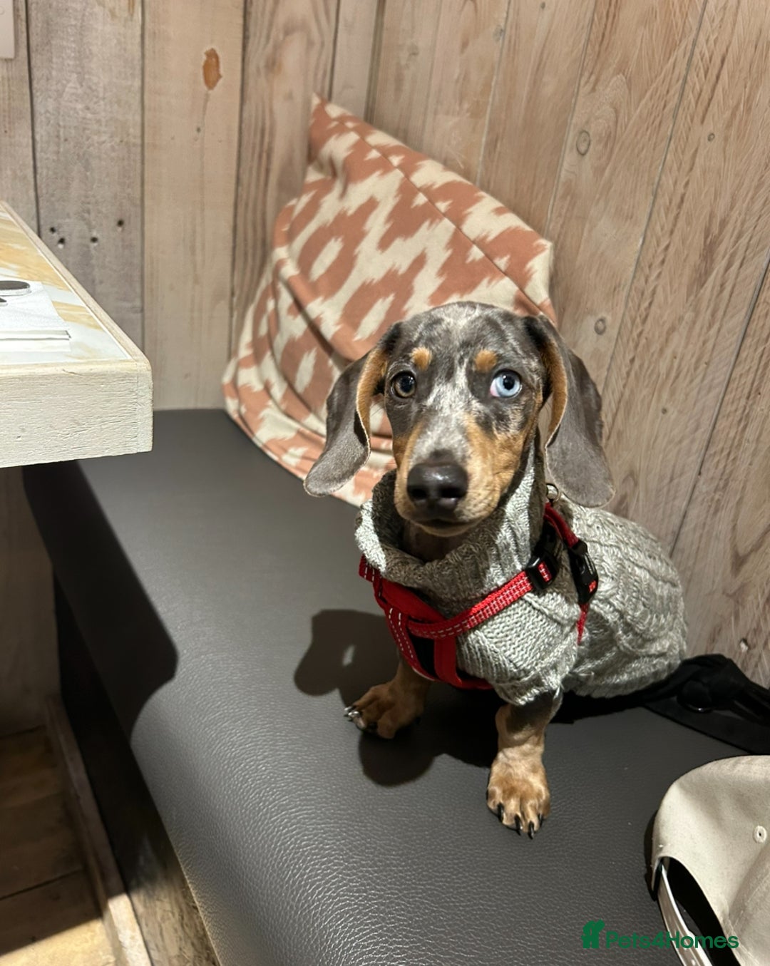 Dachshund dogs for stud: Dapple Dachshund  in Ellesmere Port - Image 5