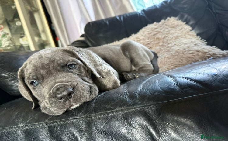 Cane Corso dogs - Advert 3