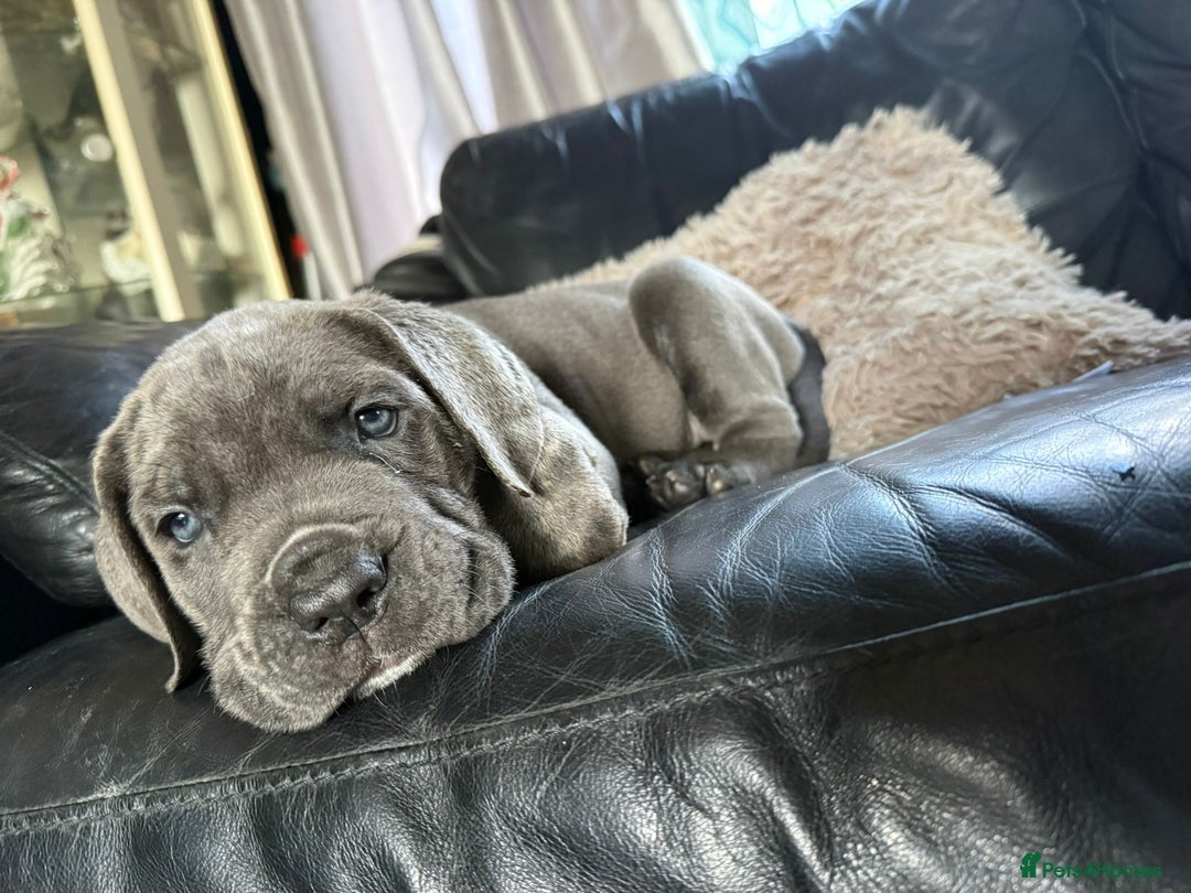 Cane Corso dogs for sale: Cane corso  - Image 1