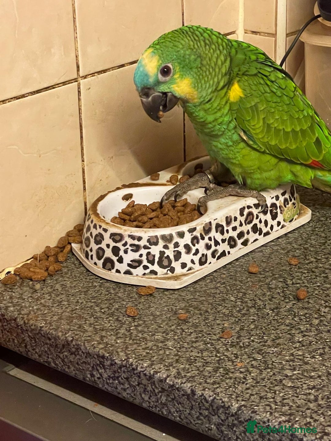 Parrots birds for sale: Beautiful blue front Amazon  - Advert 16