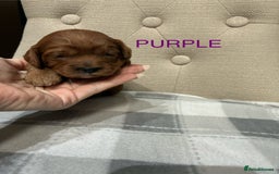 Cavapoo dogs for sale: Cavapoo puppies - Advert 3