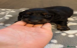 Dachshund dogs for sale: Long haired dachshund  - Image 10