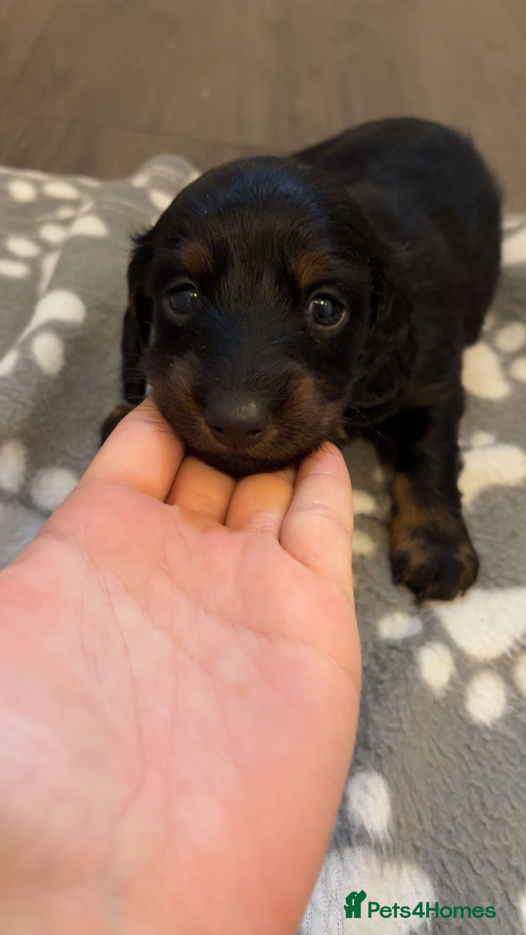 Dachshund dogs for sale: Long haired dachshund  - Image 10