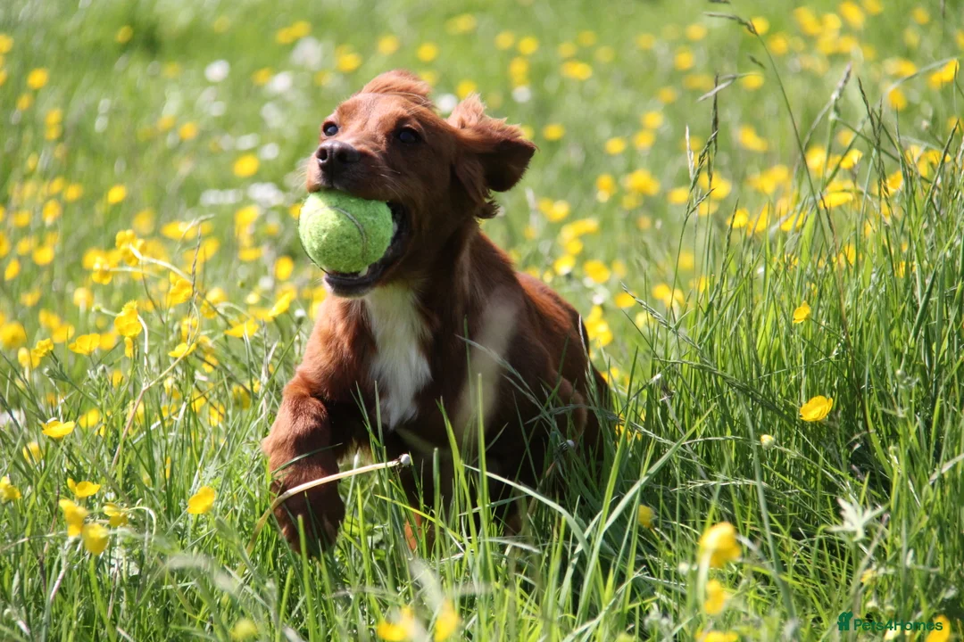 Cocker Spaniel dogs for stud: PROVEN Red Cocker Spaniel at Stud in Durham - Advert 6