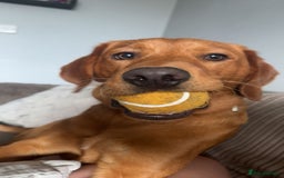 Labrador Retriever dogs for sale: OAKLEY RED FOX LABRADOR  - Image 1