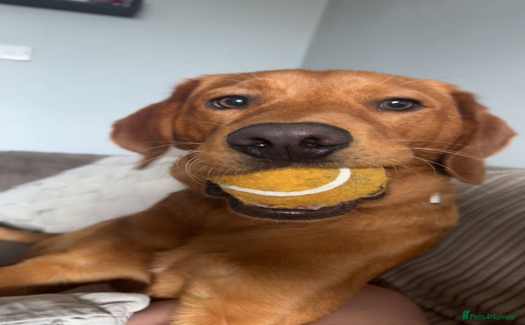 Labrador Retriever dogs - Advert 3