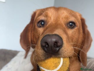 Labrador Retriever dogs - Advert 28