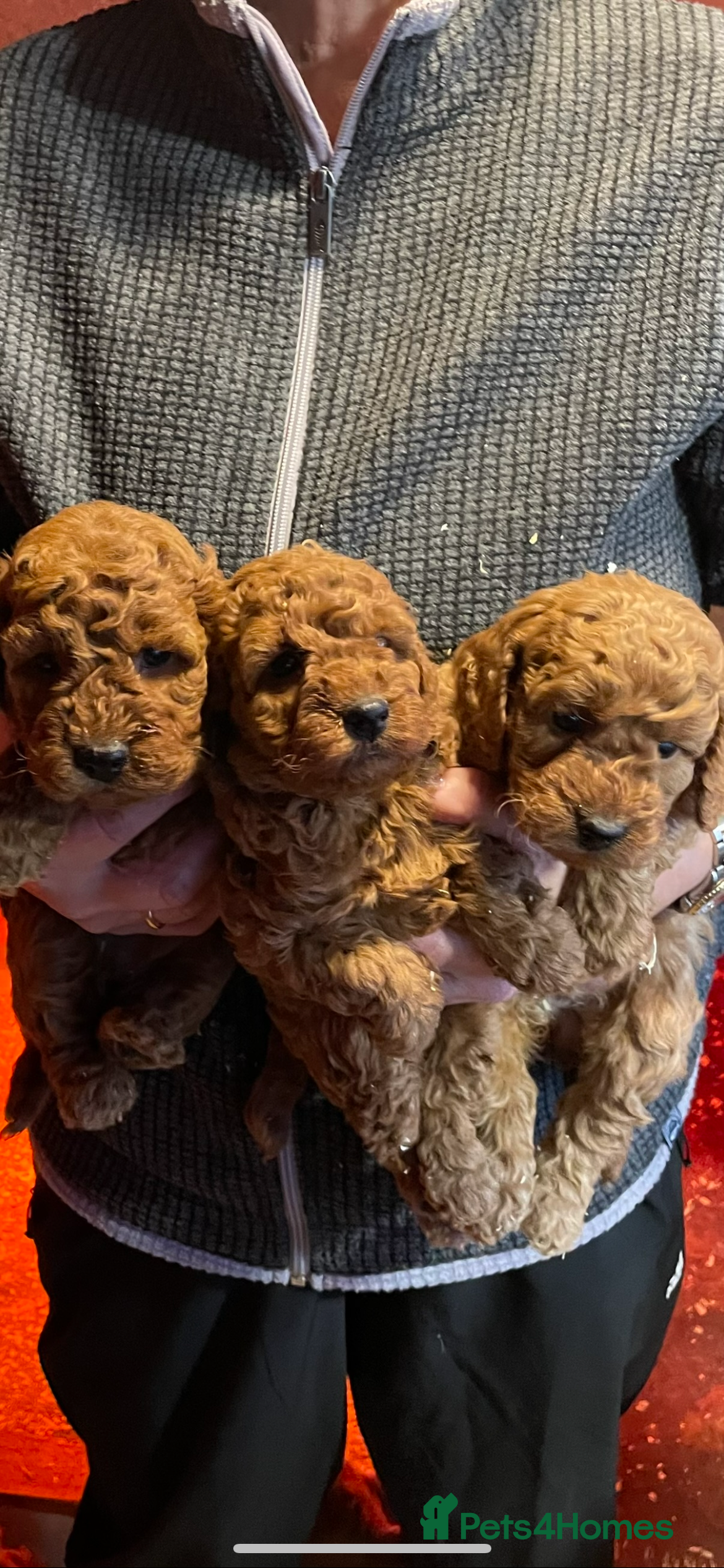 Cockapoo dogs Cockapoo Pups - Advert 2