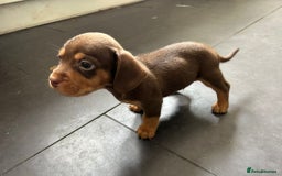 Mixed Breed dogs for sale: One lovely French Bulldog x Dachshund boy  Puppies - Image 10