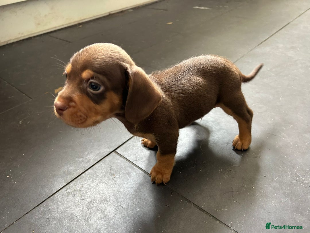 Mixed Breed dogs for sale: One lovely French Bulldog x Dachshund boy  Puppies - Image 10
