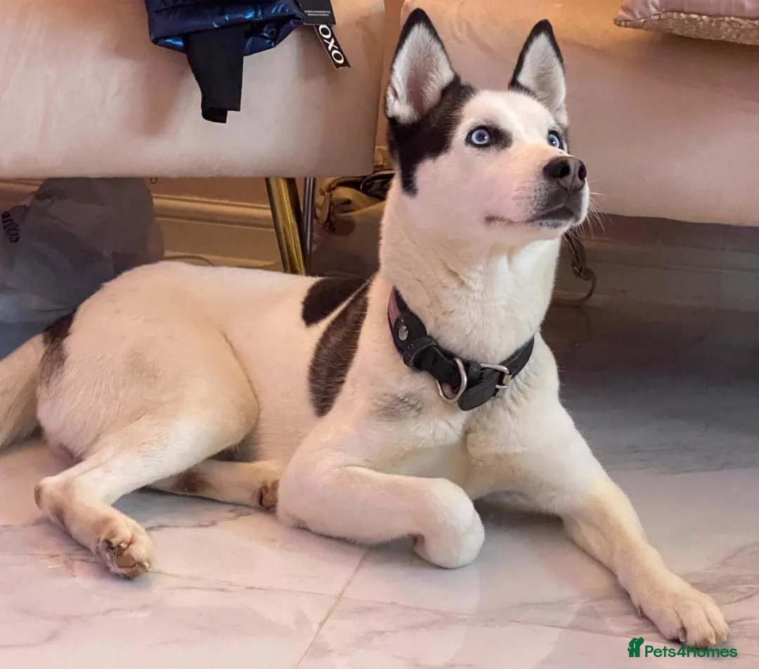 Utonagan dogs for sale: 7 year oldHoudini - Advert 1