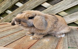 Mini Lop rabbits for sale: Female mini lop - Image 1