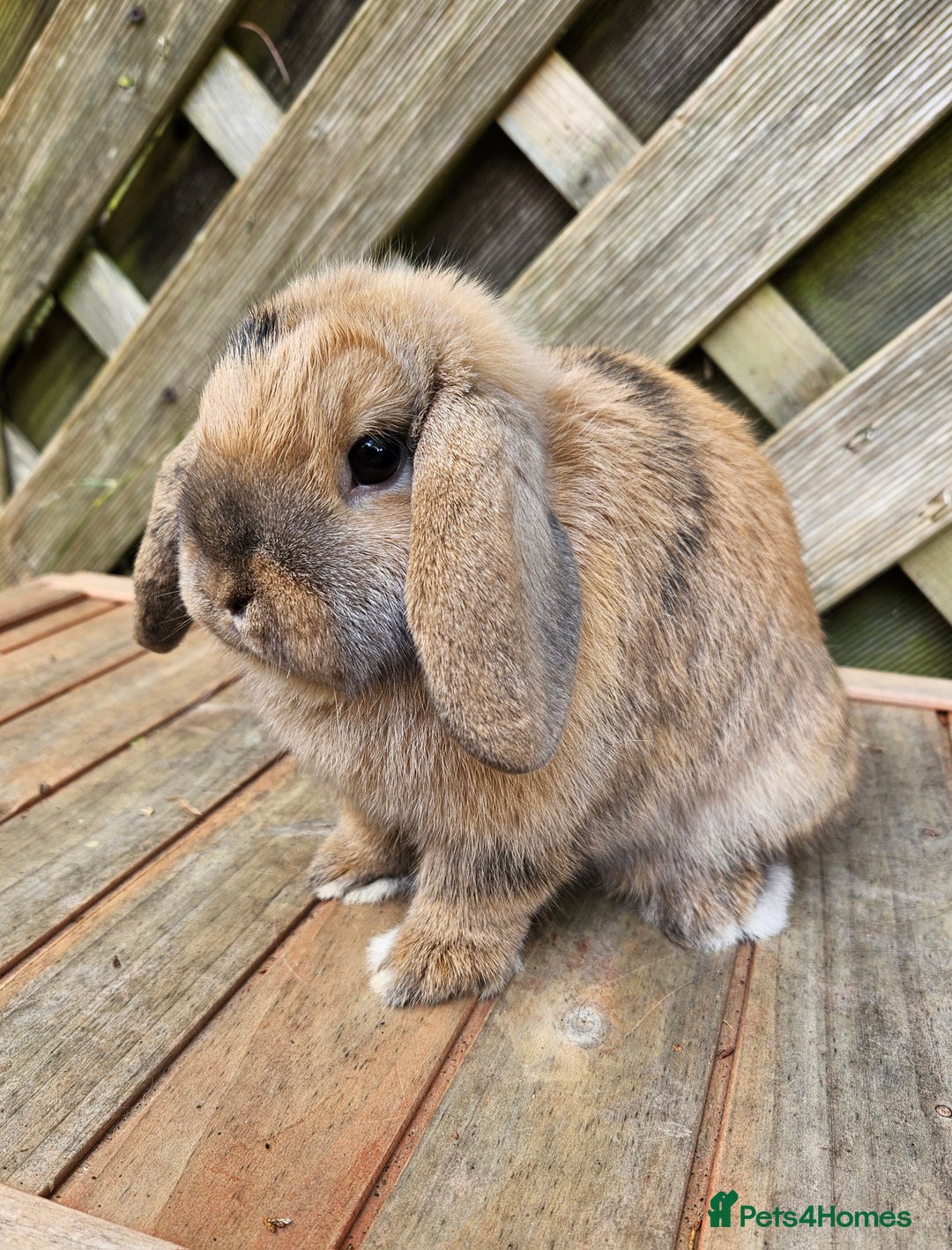 Mini Lop rabbits for sale: Female mini lop - Image 1