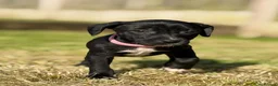 Mixed Breed dogs for sale: Staffy cross Spreagle - Advert 15