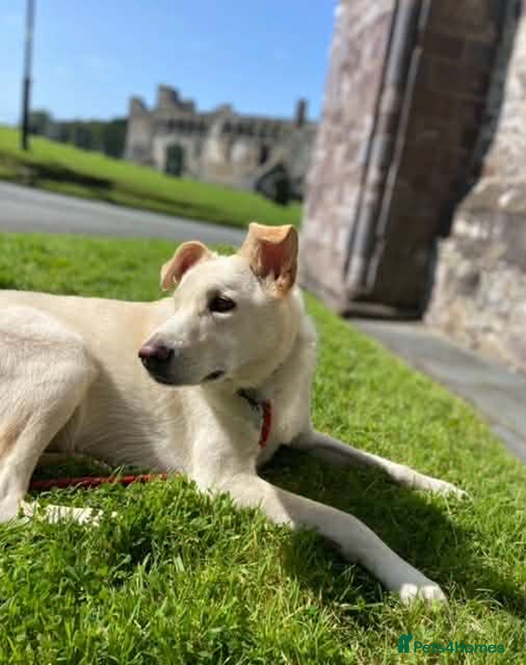 Mixed Breed dogs for adoption: SHILOH-happy girl/loving family dog/playful/social - Advert 7