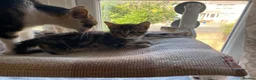 Mixed Breed cats for sale: 2 lovely kittens looking for their forever homes - Advert 3
