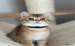 British Shorthair cats for sale: BSH Golden kittens  - Image 4