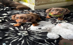 Miniature Dachshund dogs for sale: Miniature Chocolate & Tan Dachshund Quick sale  - Image 6