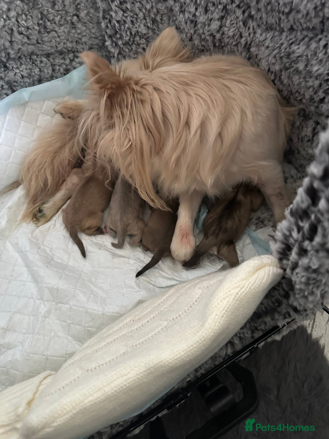 Chihuahua dogs for sale: Pure Chihuahua puppies  - Advert 3