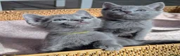 Russian Blue cats for sale: Affectionate Lap Kittens – Pedigree TICA - Advert 8
