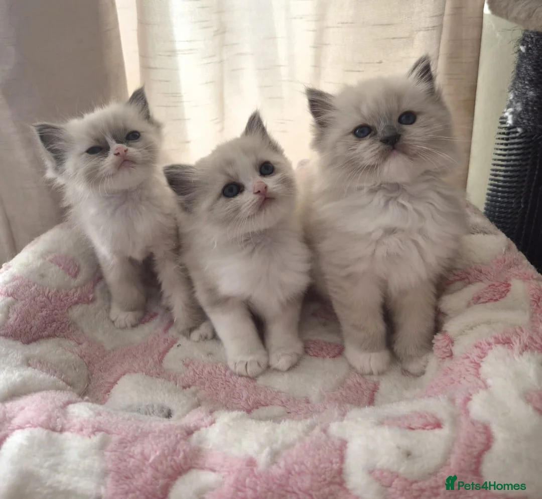 Ragdoll cats for sale: Beautiful Purebreed Ragdoll kittens in Mansfield - Advert 2