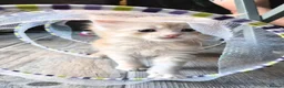 Maine Coon cats for sale: Beautiful main coon kittens for sale in Runcorn - Advert 29