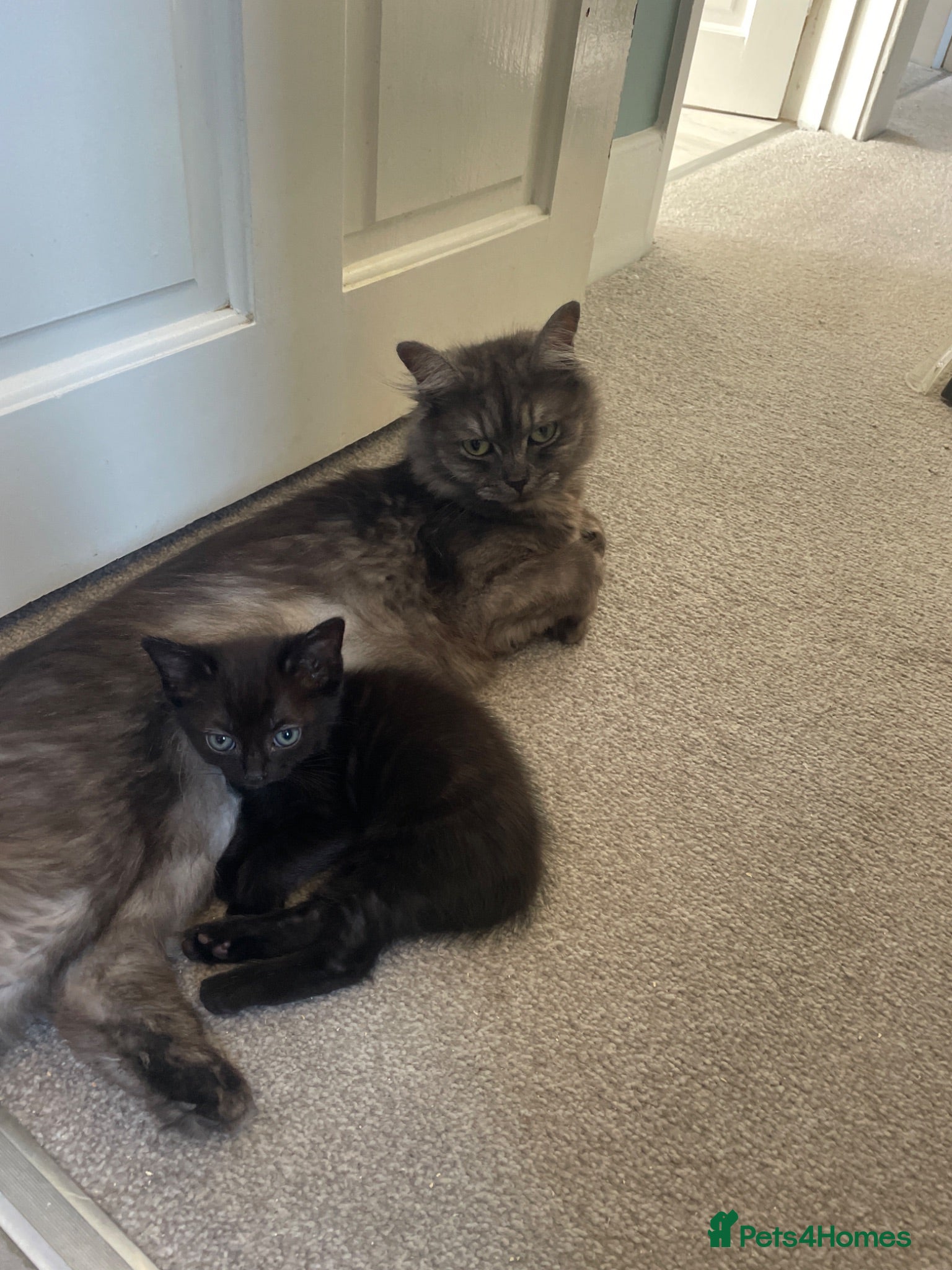 Mixed Breed cats Grey kittens  - Advert 1