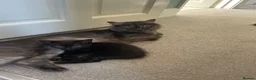 Mixed Breed cats for sale: Grey kittens  - Advert 1