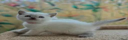 British Shorthair cats for sale: Stunning BSH Blue eyed Colour Point Kittens - Advert 20