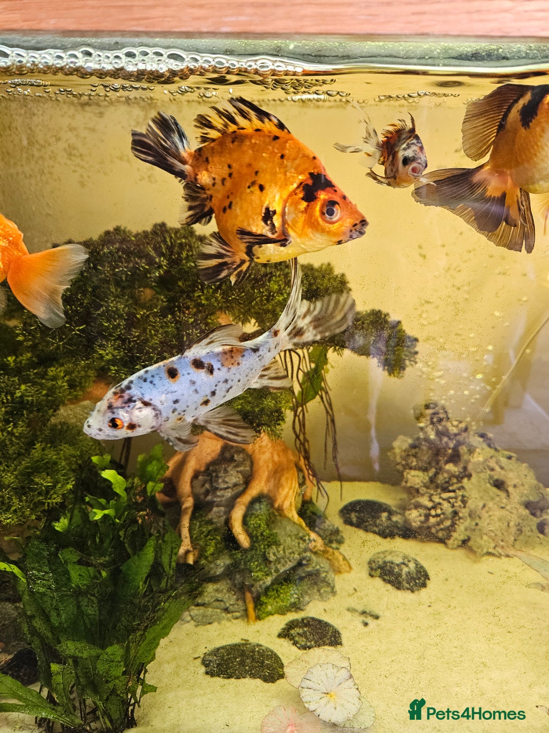 Fancy Goldfish fish for sale: Selection of fancy gold fish - Image 4